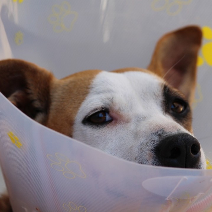 image d'un chien malheureux