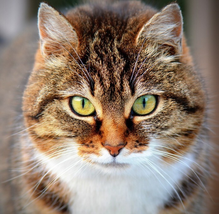 Chat soigné au cabinet