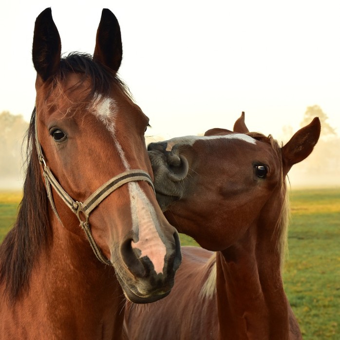 image de chevaux Vaud