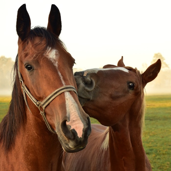 Chevaux image de chevaux Vaud